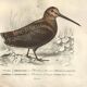 Antique engraving 1849 - Pluvian by, Africa, shore, insectivore