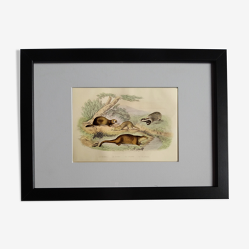 Planche zoologique originale " putois - furet - loutre - blaireau " buffon 1840