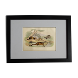 Planche zoologique originale " putois - furet - loutre - blaireau " buffon 1840