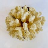 Corail