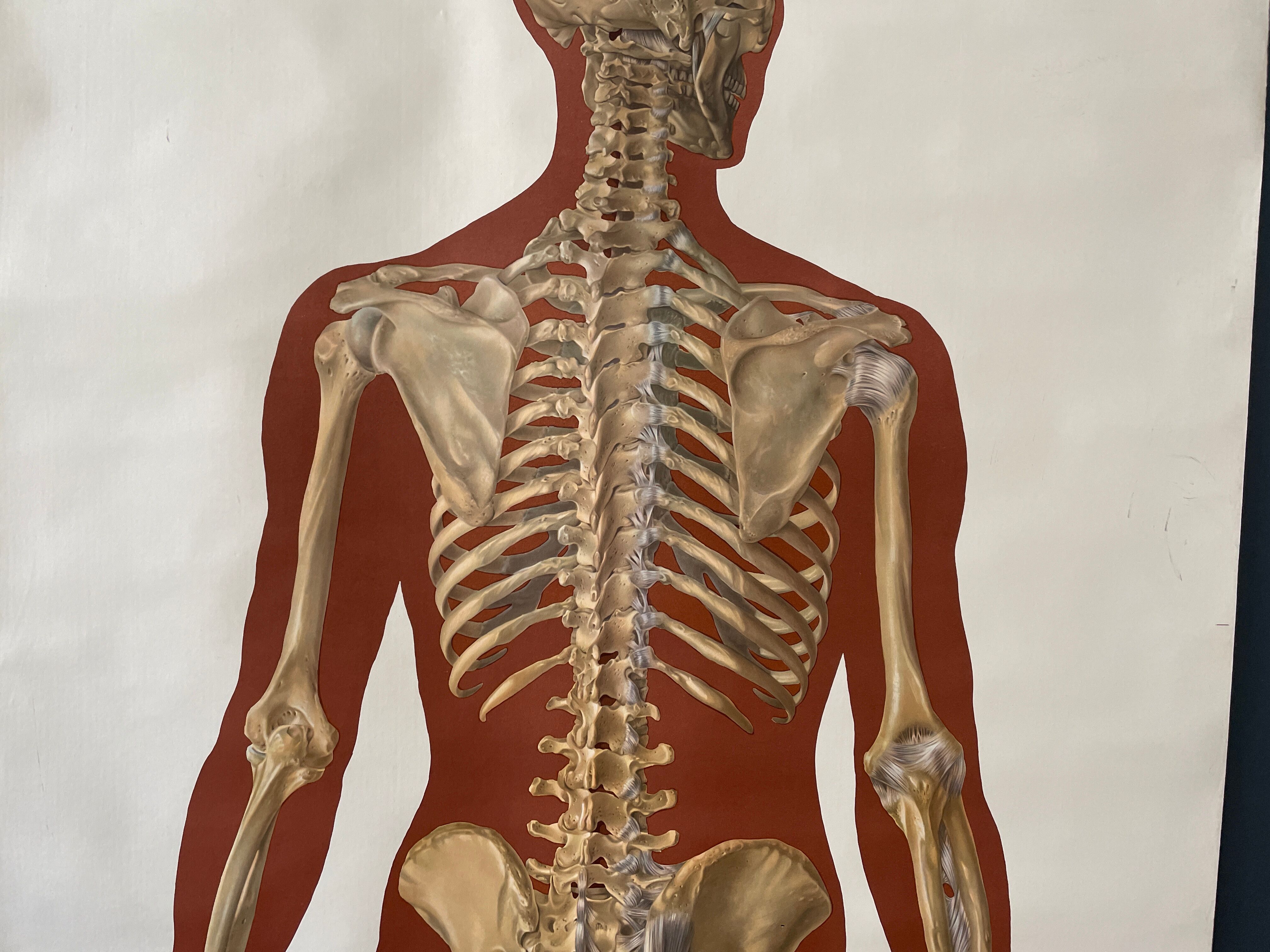 Deutsches Hygiene Museum SKELETON Vintage Medical Poster Wall Board 1960's