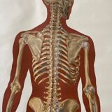 Deutsches Hygiene Museum SKELETON Vintage Medical Poster Wall Board 1960's