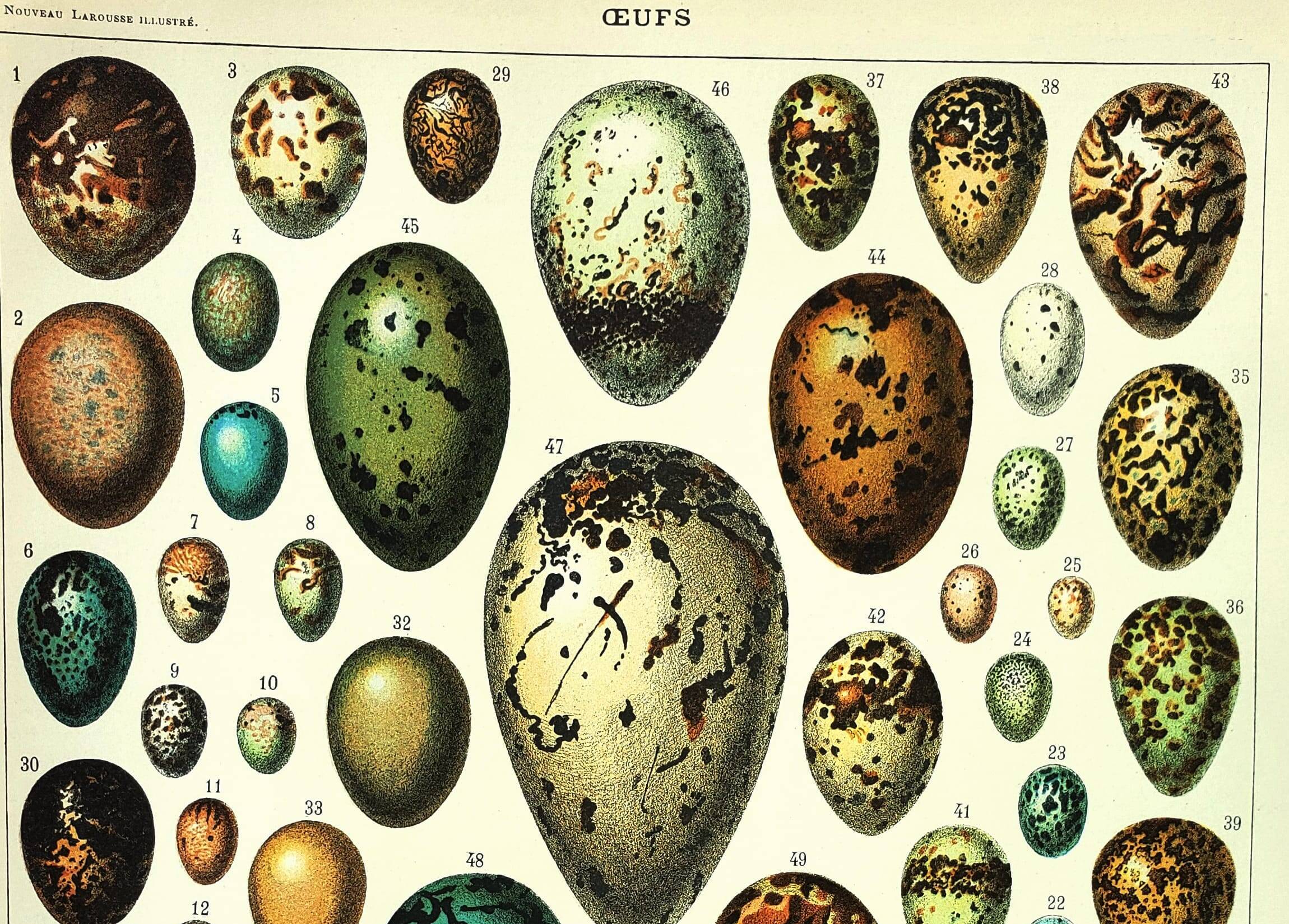 Antique engraving 1897 A. Millot - Eggs, birds, animals, zoology