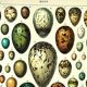 Antique engraving 1897 A. Millot - Eggs, birds, animals, zoology