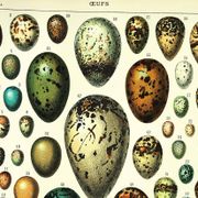 Gravure ancienne 1897 A. Millot - Œufs, oiseaux, animaux, zoologie