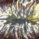 Vintage decorative dish in brown and yellow glazed ceramic from the 70s