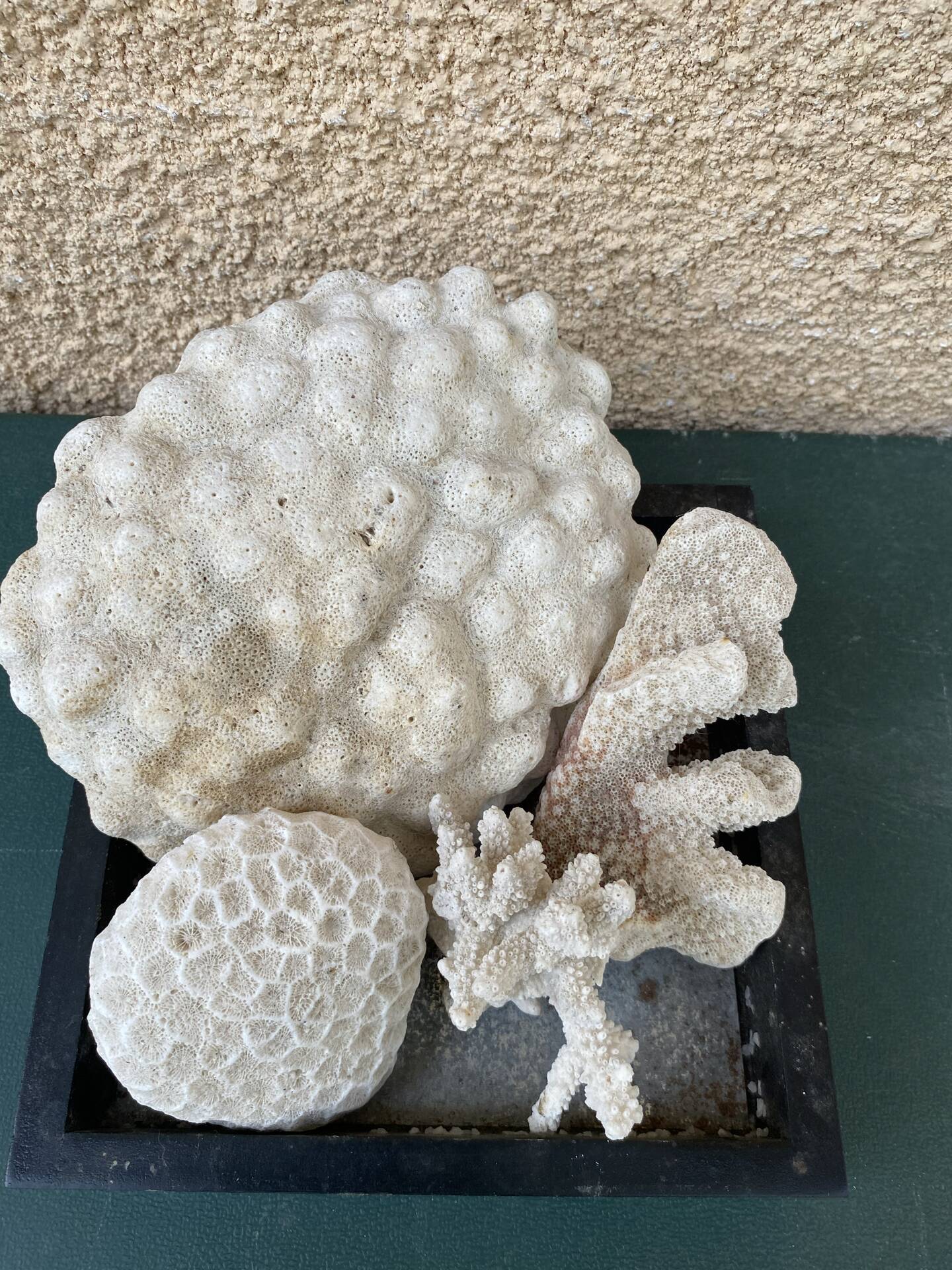 Magnificent Set of Natural White Corals – Curiosity Cabinet & Décor