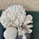 Magnificent Set of Natural White Corals – Curiosity Cabinet & Décor