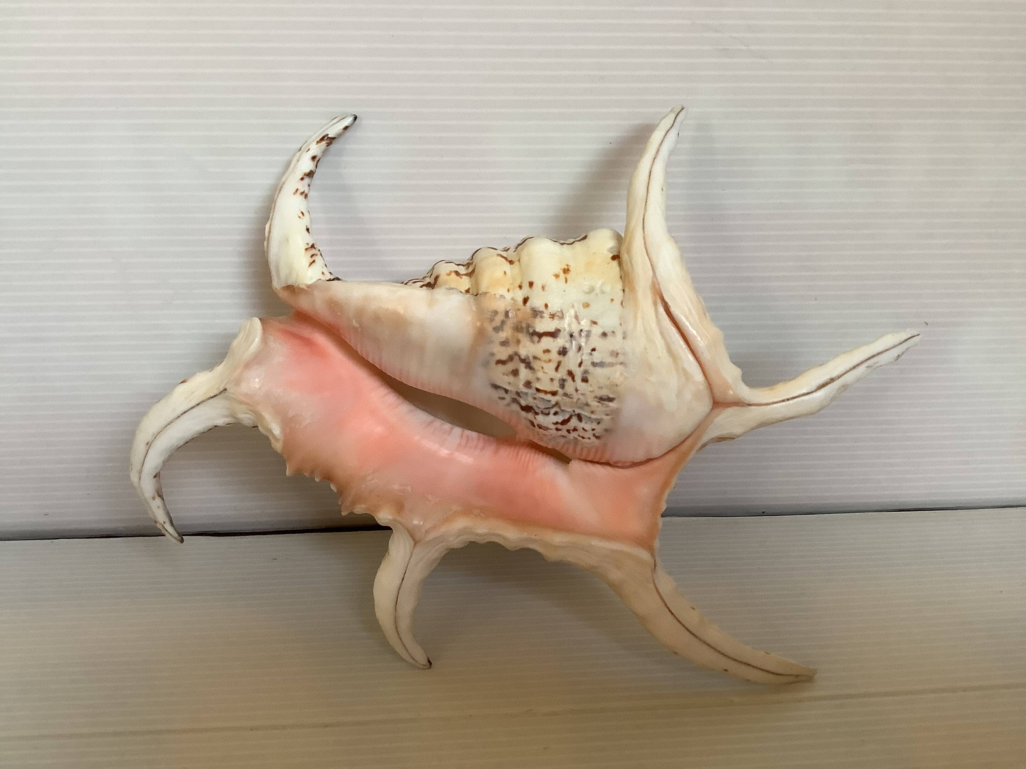 Lambis shell