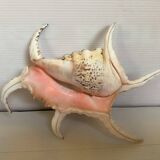 Lambis shell