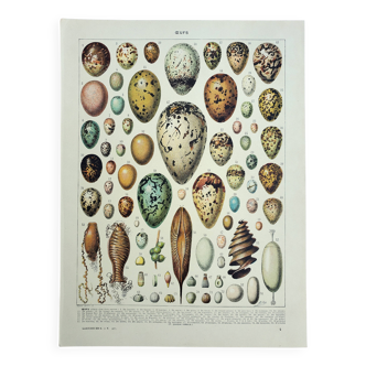 Antique engraving 1928, Eggs, Oology, Incubation, animals • Lithograph, original illustration