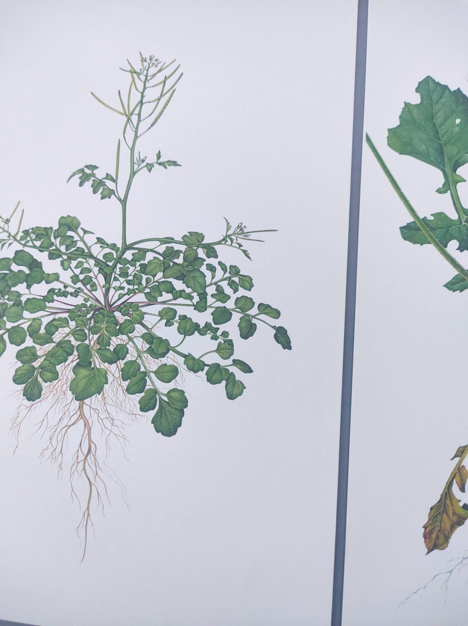 Set of 3 vintage botanical plates from 1978 - including Bristly Cardamine - Plant engraving