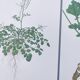 Set of 3 vintage botanical plates from 1978 - including Bristly Cardamine - Plant engraving