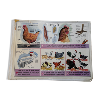 Rossignol educational poster