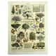Gravure ancienne 1928 - Verger par A. Millot - Planche botanique fruit