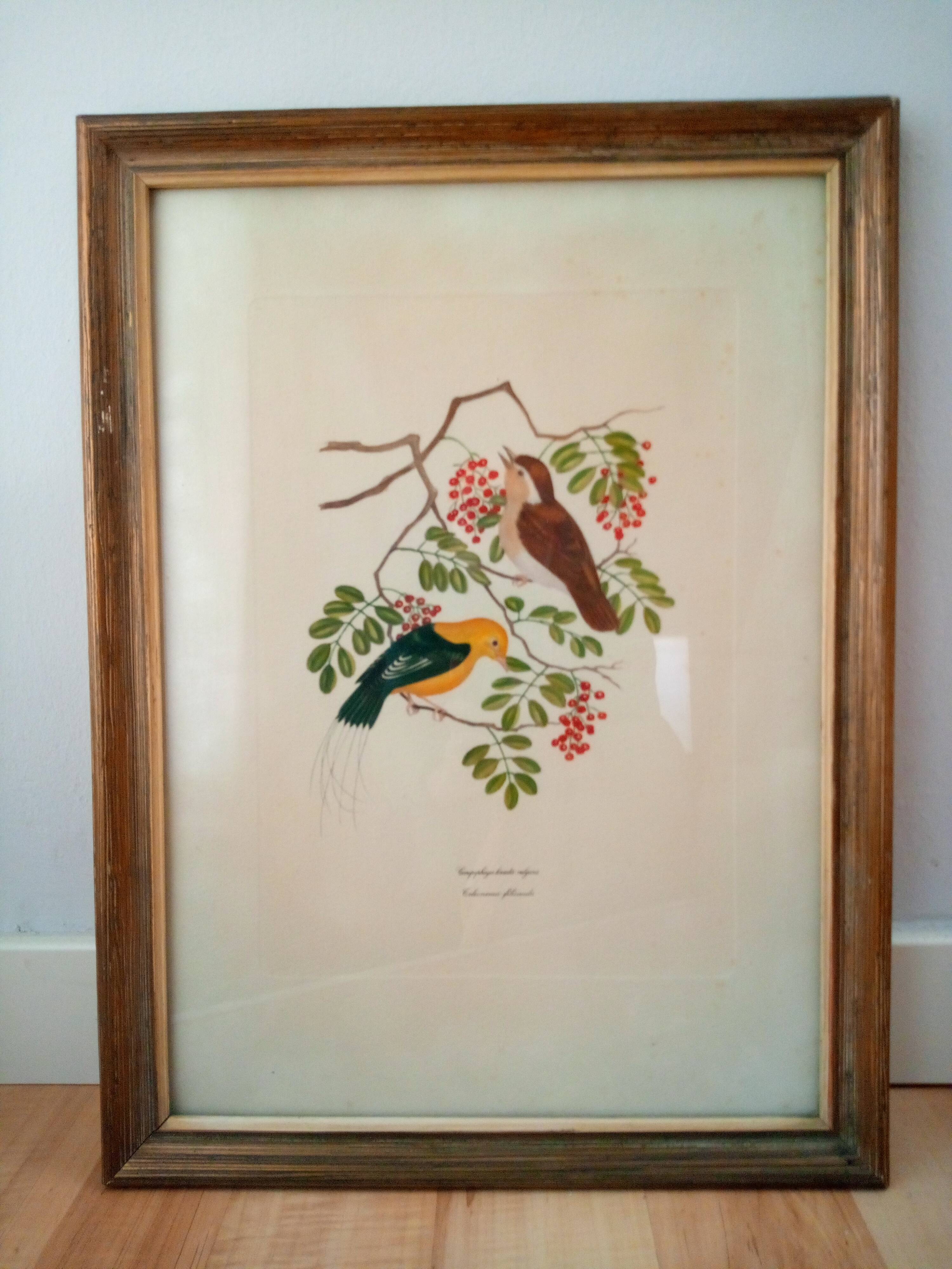 Framed Bird Lithograph