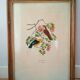 Framed Bird Lithograph