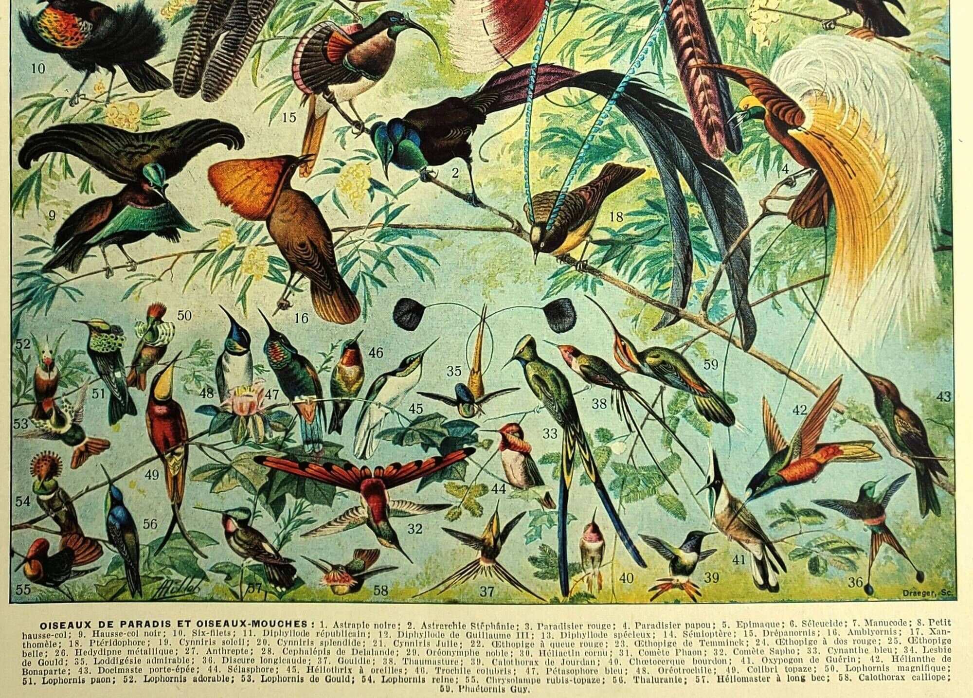 Old lithograph 1928 A. Millot - Birds 2, ornithology, birds