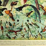 Old lithograph 1928 A. Millot - Birds 2, ornithology, birds