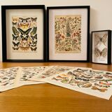 Lithograph engraving butterflies of Europe from 1897