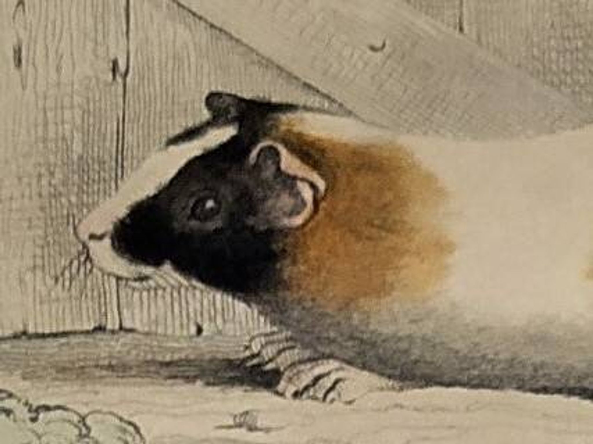 Original Zoological Plate "Guinea Pig, Mole,... - Buffon 1836