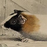 Original Zoological Plate "Guinea Pig, Mole,... - Buffon 1836