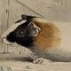 Original Zoological Plate "Guinea Pig, Mole,... - Buffon 1836