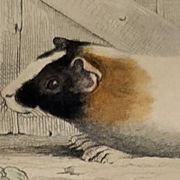 Original Zoological Plate "Guinea Pig, Mole,... - Buffon 1836