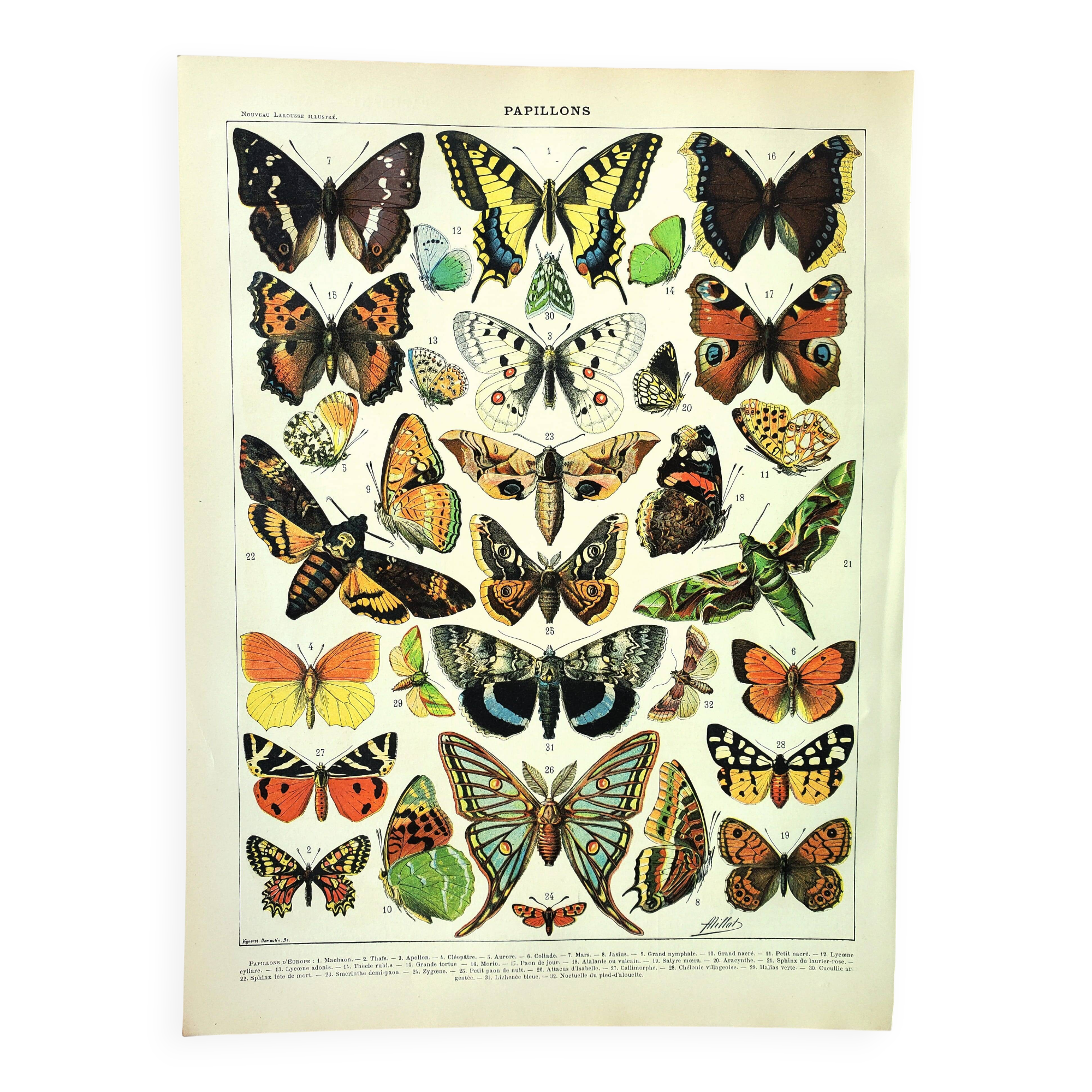 Old engraving 1897 - Butterflies of Europe by A. Millot. Botanical plate