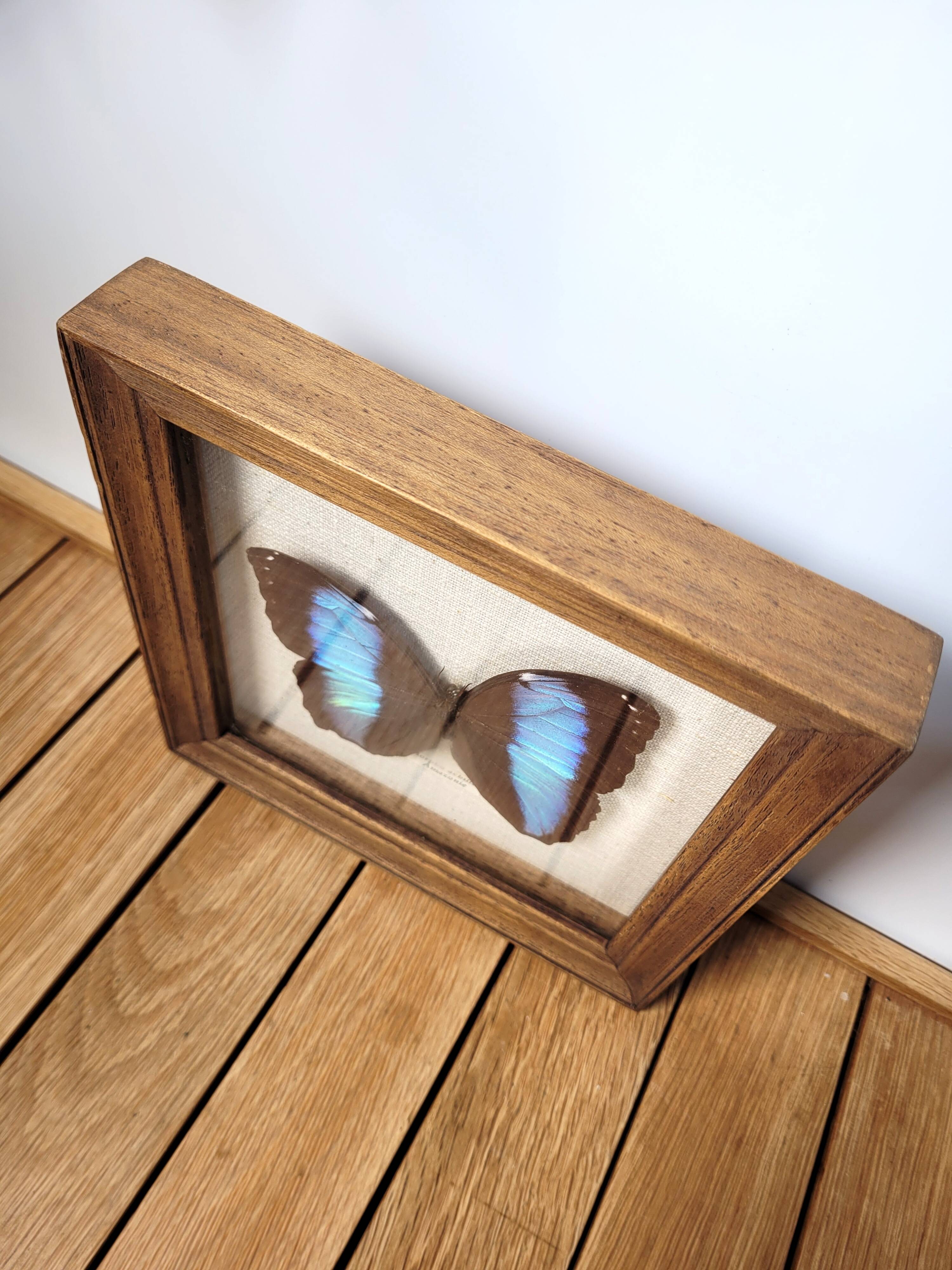 Amazon butterfly frame