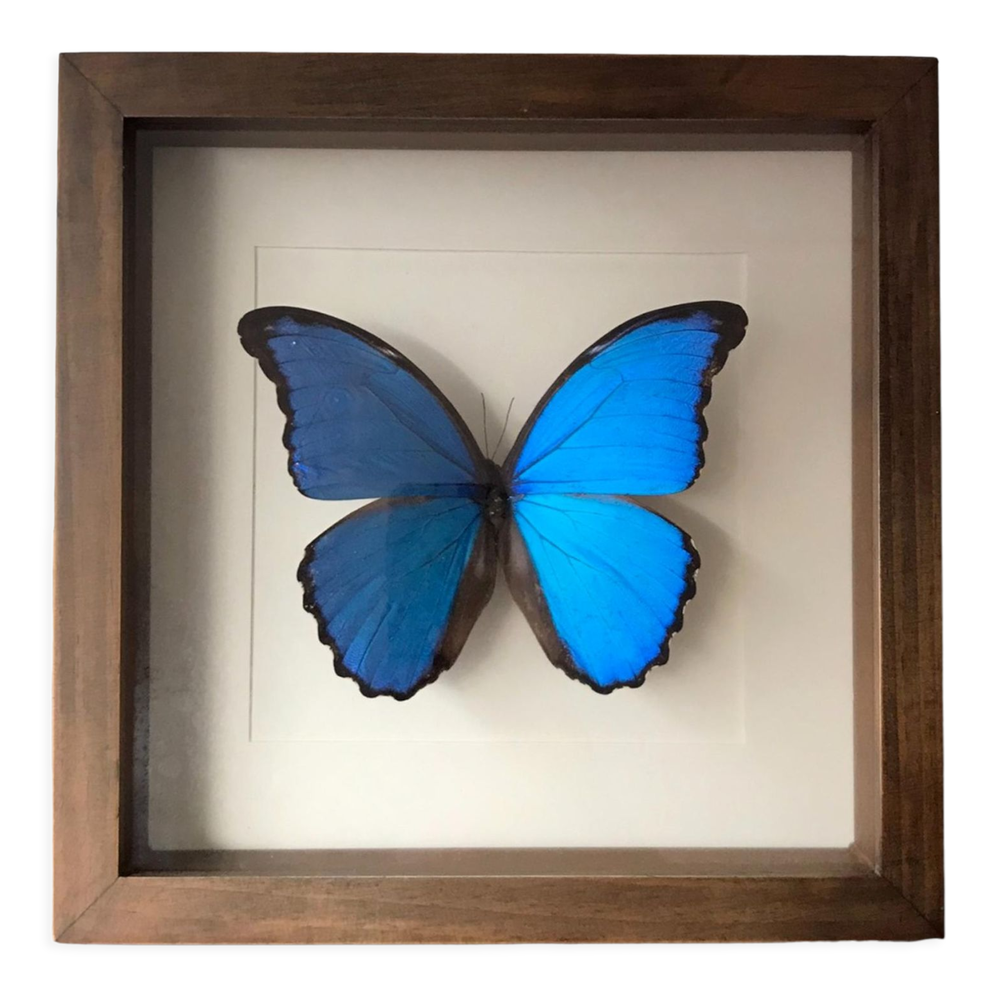 Taxidermy butterfly frame Morpho Didius 25cm x 25cm - walnut frame