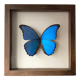 Taxidermy butterfly frame Morpho Didius 25cm x 25cm - walnut frame