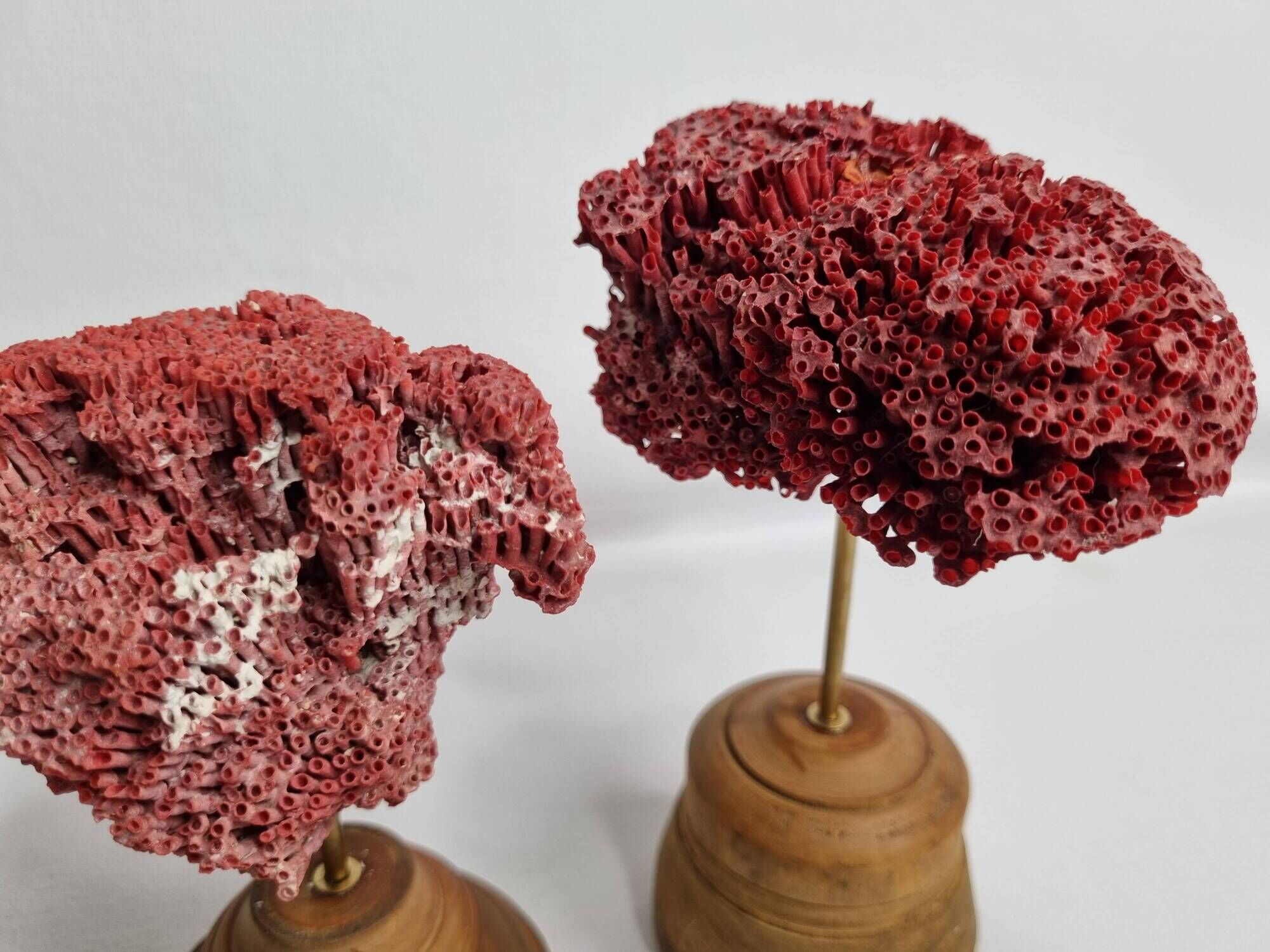 Pair of antique Tubipora musica ornamental corals on base, 17 cm