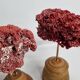 Pair of antique Tubipora musica ornamental corals on base, 17 cm