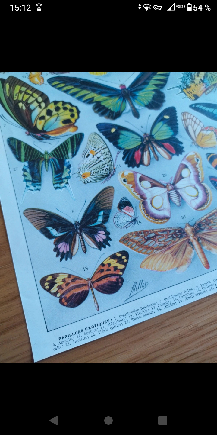 Plate entomology lithograph butterflies Larousse encyclopedia 20th century