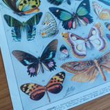 Plate entomology lithograph butterflies Larousse encyclopedia 20th century