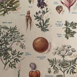 Set of 2 illustrated plates on dangerous plants from 1952