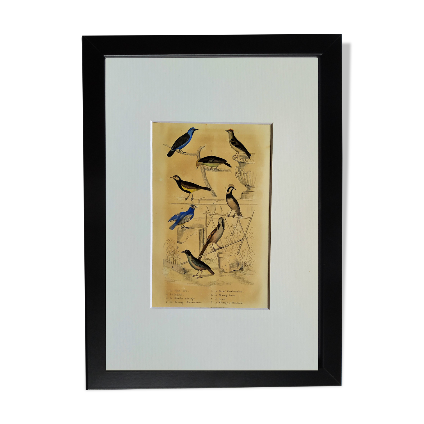 Planche Ornithologique originale " Pitpit bleu - Roitelet - Roitelet mésange - &c... " Buffon 1836