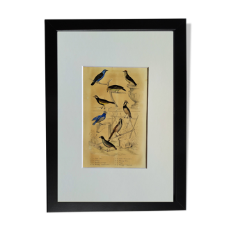 Planche Ornithologique originale " Pitpit bleu - Roitelet - Roitelet mésange - &c... " Buffon 1836