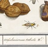 Small poster on “insects and flowers”, after an old engraving from 16