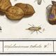 Small poster on “insects and flowers”, after an old engraving from 16