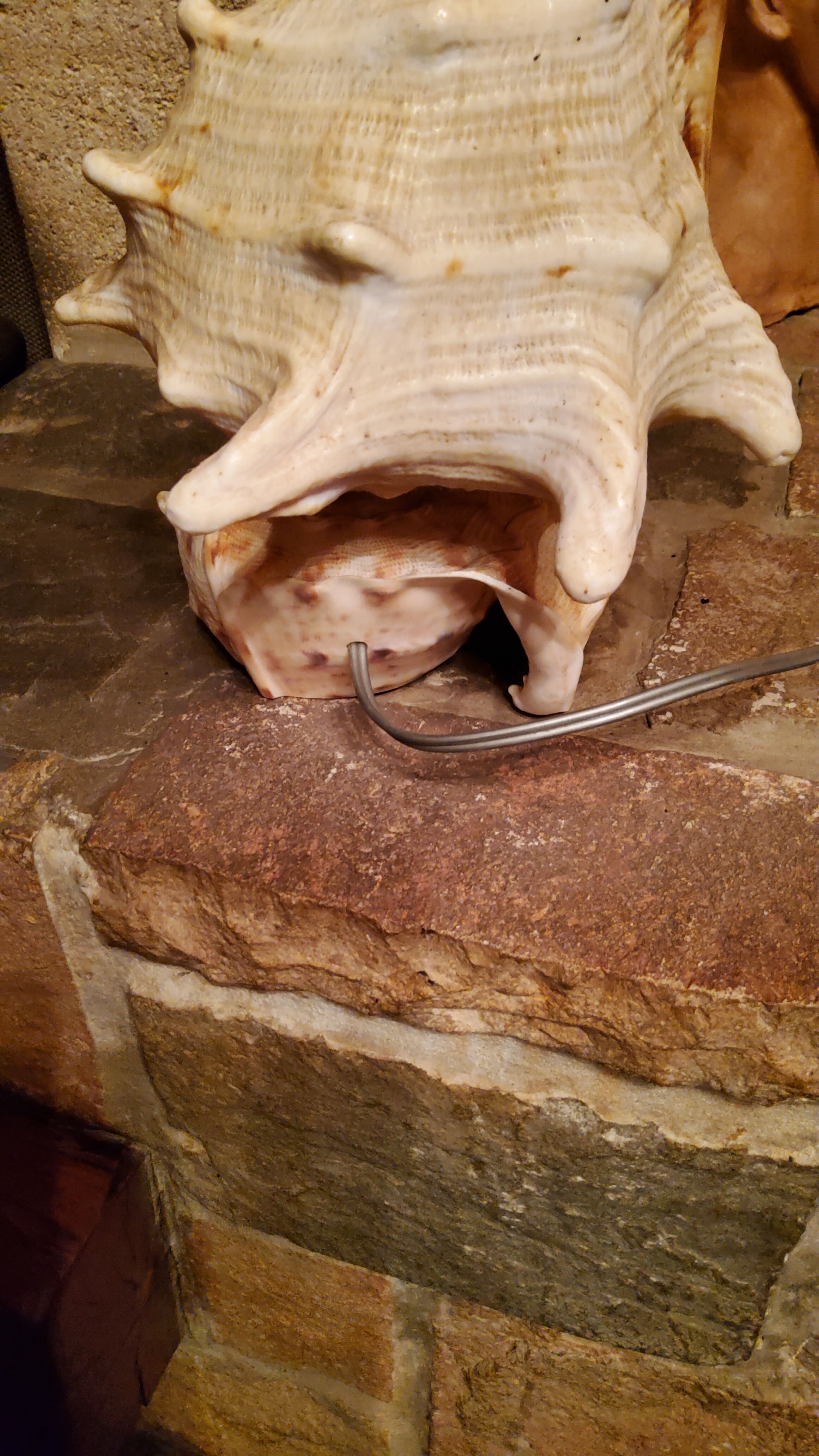 Shell lamp from the 50s