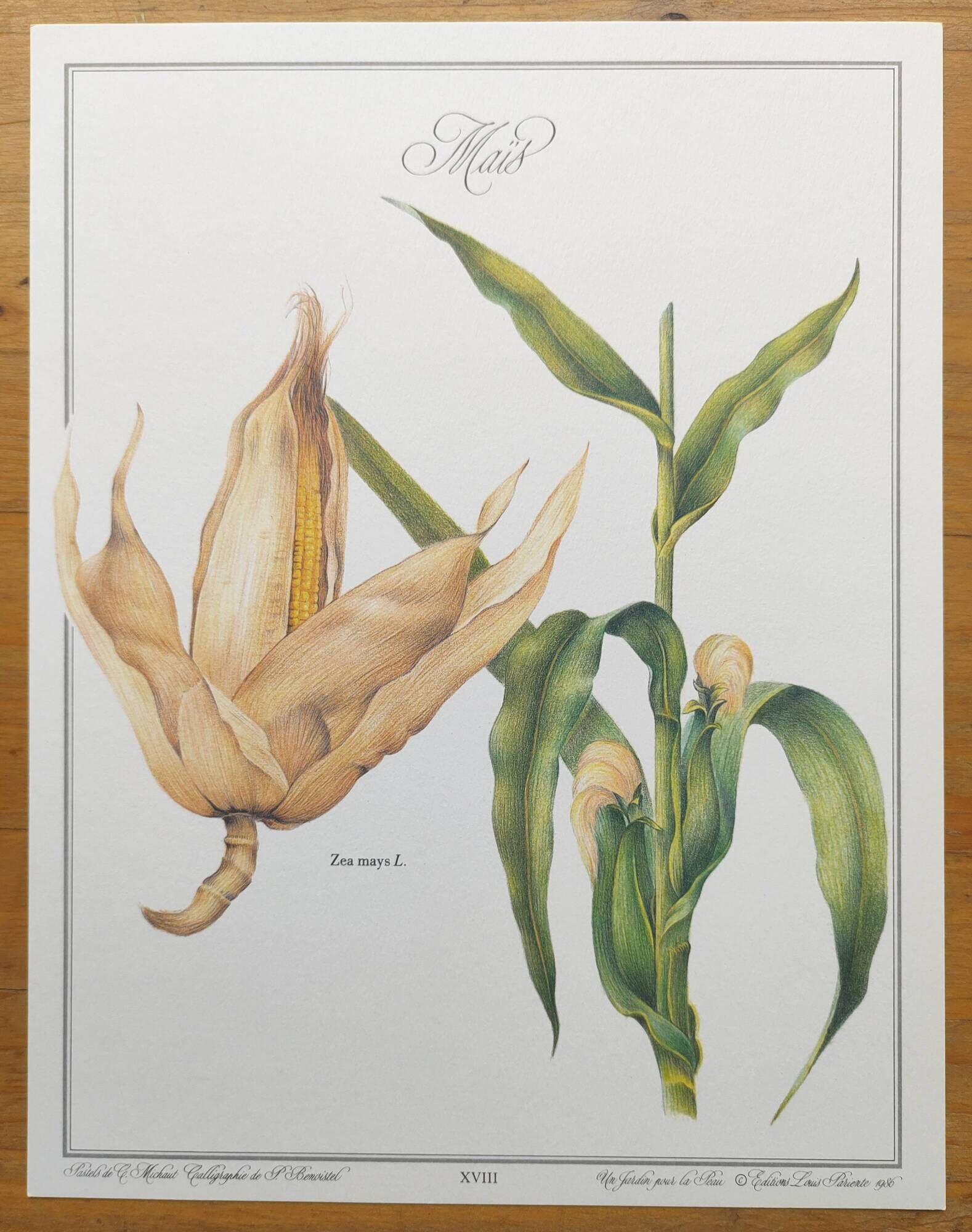 Botanical engraving -Corn- Poster of medicinal plants and herbs by Michaut