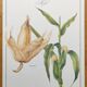 Botanical engraving -Corn- Poster of medicinal plants and herbs by Michaut