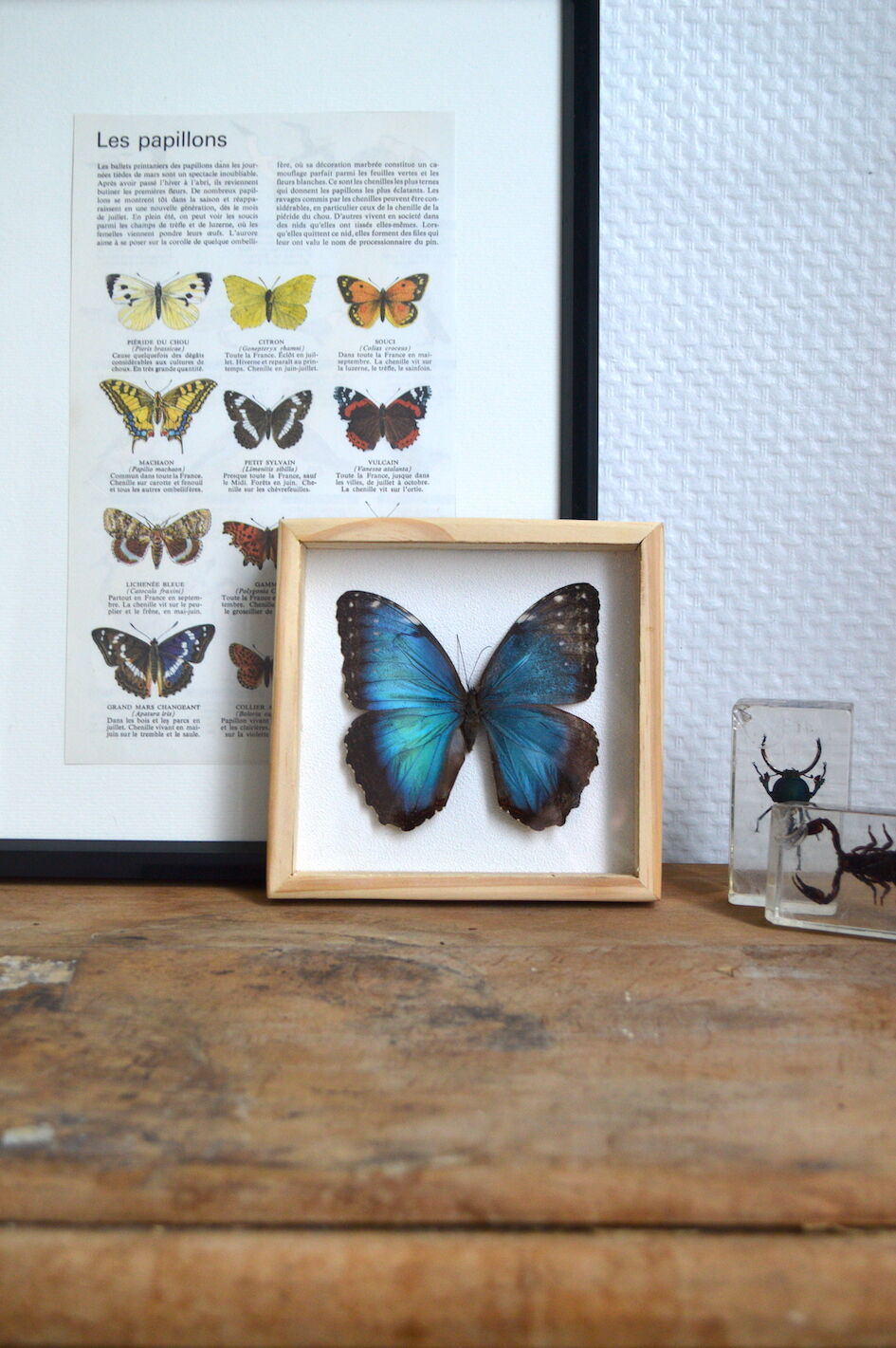 Naturalized Morpho butterfly