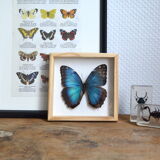 Naturalized Morpho butterfly