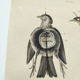 Old engraving from 1838 - Taxidermy - Pigeon and mouse - Hand-colored board of curiosities