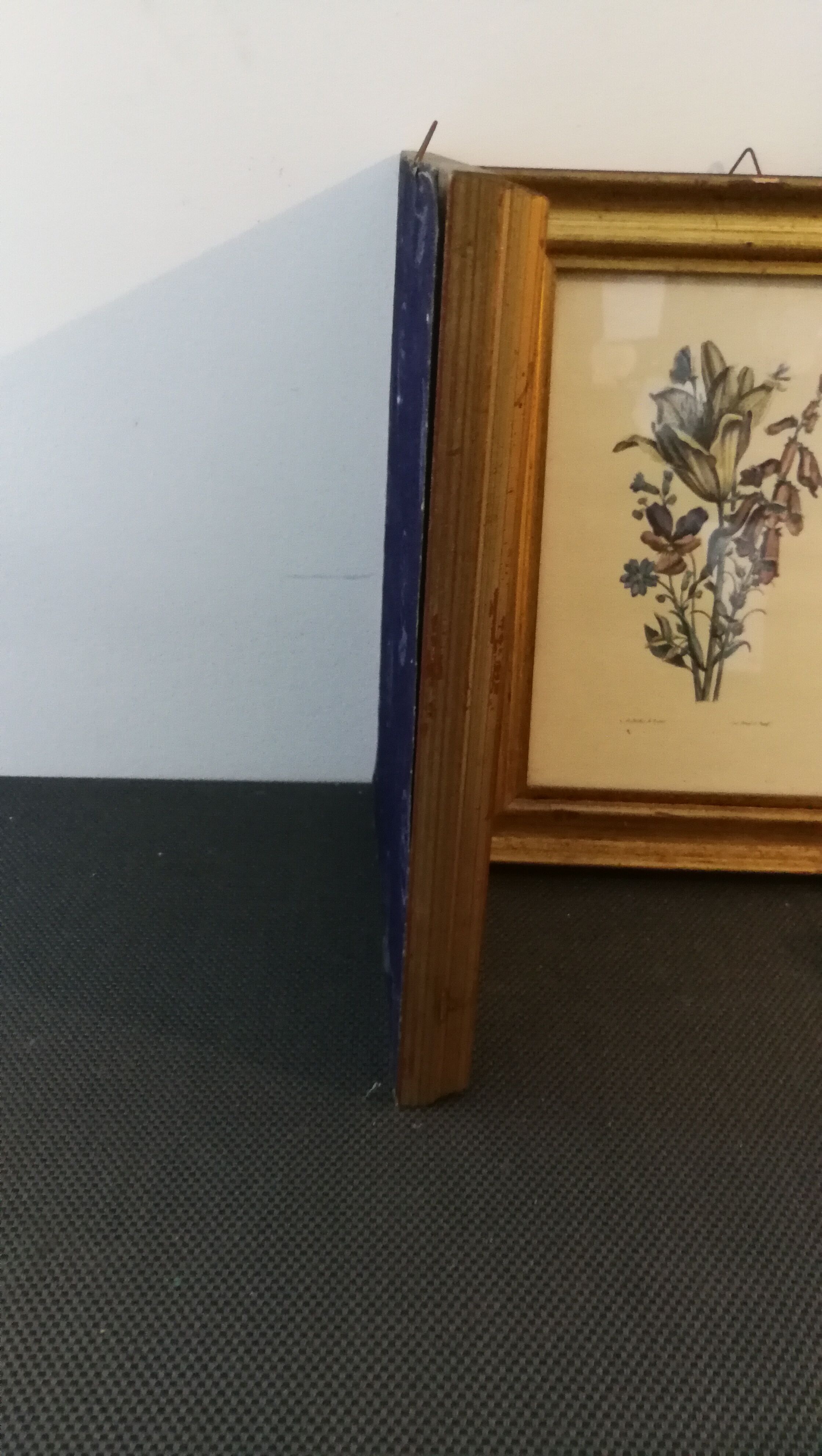 Two botanical frames oj Jacobus de Rubeis