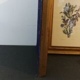 Two botanical frames oj Jacobus de Rubeis