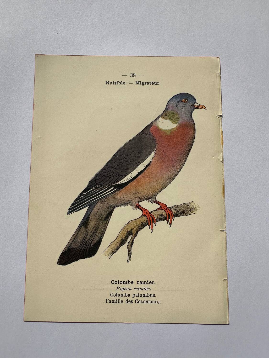 Botanical engraving birds double sided naturalist board Etching